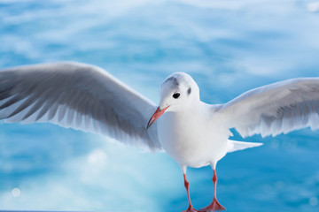 Fototapeta premium カモメ