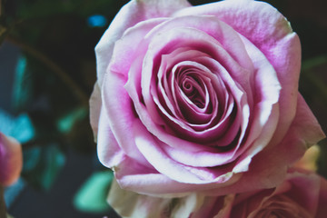 Closeup of Pink Roses
