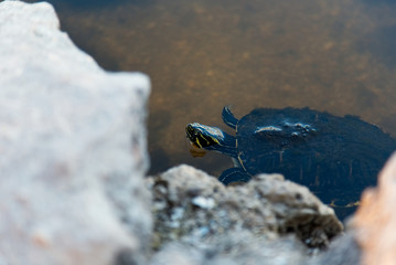 Turtle Swimming Rocks