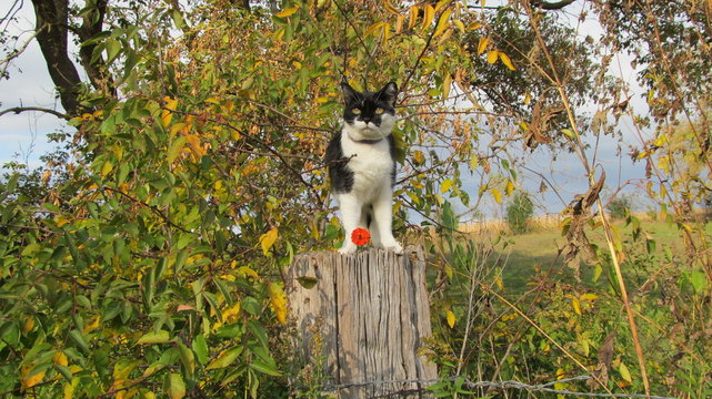 Elsie...alias Dolly, Puddin'  beautiful sweet smart loving black and white cow kitty She is in her senior years age 14 She is a treasure