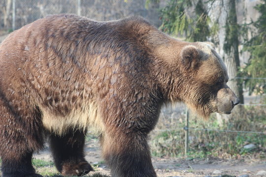 Grizzly Bear walking Ursus arctos in Canada