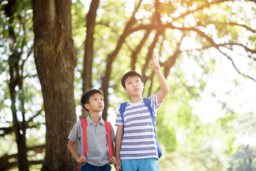 Preteen Asian boy travel in a forest in summer and learn about nature and tree.