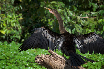 ANHINGA WITH OPEN WINGS