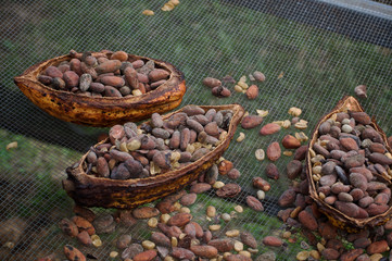 COCOA BEANS IN PODS