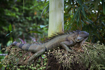 IGUANA 3
