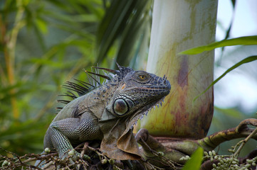 IGUANA