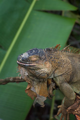 NAPPING IGUANA
