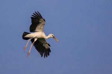 Image of an Asian openbill stork(Anastomus oscitans) flying in the sky. Bird, Wild Animals.