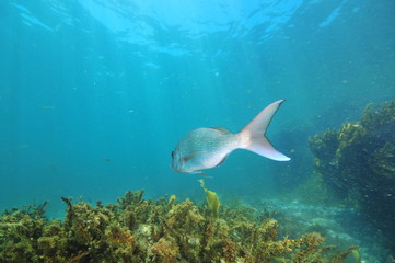 Adult australasian snapper Pagrus auratus leaving camera above flat rocky reef covered with brown seaweeds.