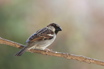 Passer domesticus perched on a branch