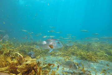 Small fish of various species around large australasian snapper Pagrus auratus above flat sandy bottom covered with brown seaweeds.
