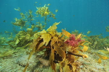 Colorful seaweeds of temperate Pacific ocean floating above flat sandy bottom.