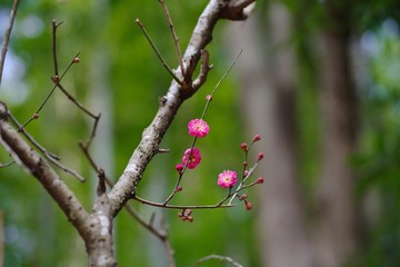 Red colored ume blossom 
