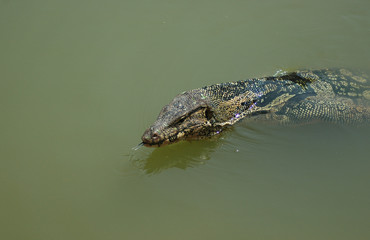 A large monitor lizard in a pond of green water. It's head is above water, and its forked tongue is visible.