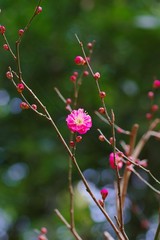 Red colored ume blossom 