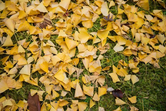 Ginkgo leaves fall on the ground in autumn season