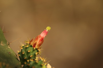 Opuntia flower close up