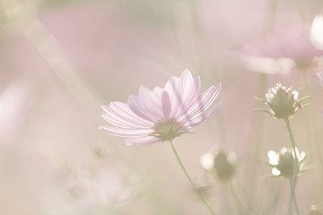 Cosmos flower close up on sunset background with soft selective focus