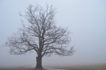 Foggy morning envelops a bare old oak tree in the country
