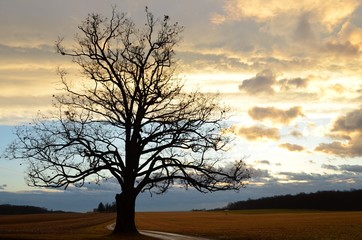 Fototapeta na wymiar Cloudy sunrise with Silhouette of Large old oak tree along a farm drive on a bare winter morning 