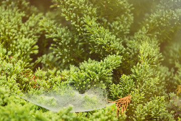 Cobweb on the fresh green fern leafs for nature background.Thailand.