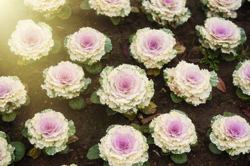 Decorative cabbages flower garden in Chiang mai, Thailand.