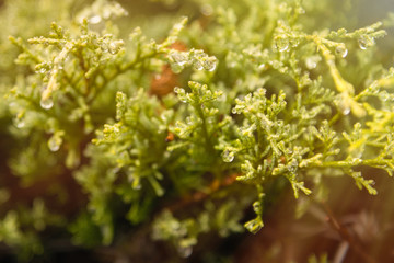 Droplets of dew on the green leafs in the morning, shallow depth of field on sunlight summer sunny day.natural background.selective focus.