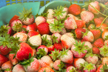 Fresh and tasty strawberries background, close up.Thailand.