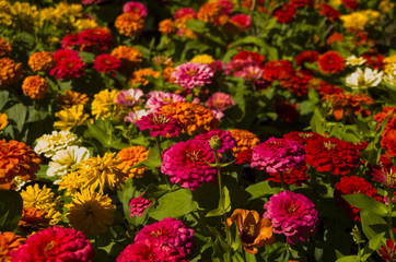 flower blossom stock images