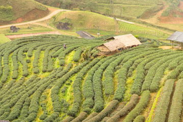 Landscape View at Tea Plantation 2000 in the morning on a foggy day.Thailand.
