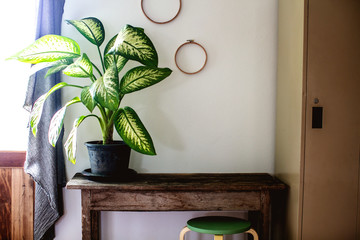Tree pots on the table and beautiful light by the window in bed room 