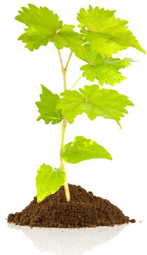 jeune plant de raisin sur tas de terre, fond blanc.