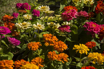 flower blossom stock images