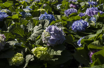 flower blossom stock images