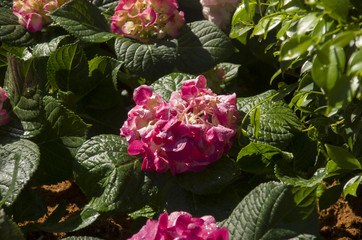 flower blossom stock images