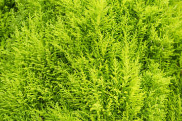 Fresh green fern leafs for nature background.Thailand.