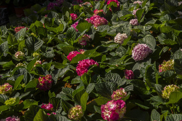 flower blossom stock images