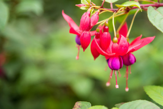 Beautiful Fuchsia flowers in garden.Thailand.