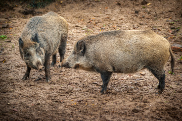 Wild Boar - Confrontation