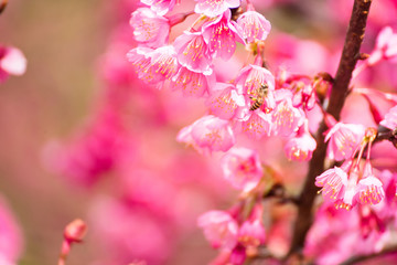 Beautiful pink cherry blossom.Vivid color of Cherry Blossom or pink Sakura flower soft focus.Thailand.