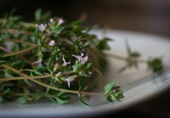 Fresh Thyme