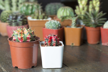 Gymnocalycium cactus on wooden table and many cactus background copyspace.