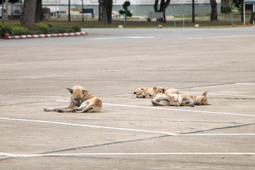 Dirty homeless dog sleeping on the floor