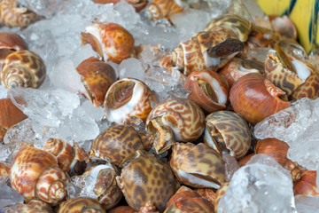 Close up fresh clams in the seafood market, PATAYA, THAILAND