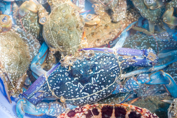Close up fresh Blue Swimming Crab for sale in seafood market