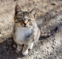 Cute kitten sits on the ground and looks up directly to watcher. Small depth of field on the photo. Cats, the favourite pets.
