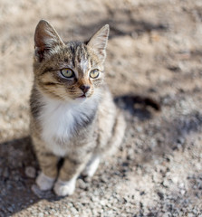 Cute kitten sits on the ground and looks sideways. Small depth of field on the photo. Cats, the favourite pets.