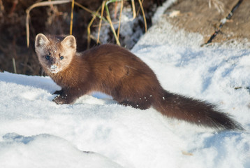 Pine Marten in the Snow