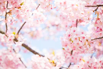 Tuinposter Sakura © Takashi