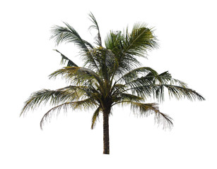 coconut tree isolated on white background with Clipping Path